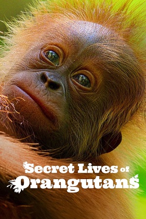 Download Secret Lives of Orangutans (2024) NF WEB-DL Dual Audio {Hindi-English} 480p [270MB] | 720p [720MB] | 1080p [4.3GB]